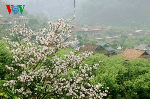 На северо-западе Вьетнама цветут баухинии - ảnh 6