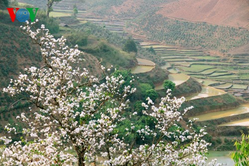 На северо-западе Вьетнама цветут баухинии - ảnh 8