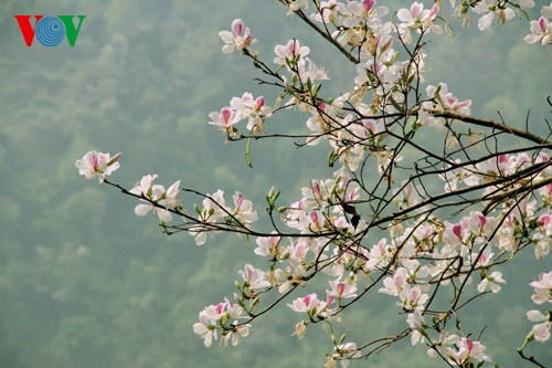 На северо-западе Вьетнама цветут баухинии - ảnh 9