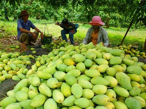 Вьетнам предложил Японии открыть рынок для манго из Вьетнама - ảnh 1