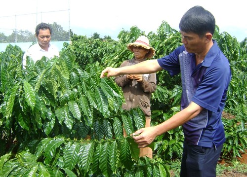 В провинции Даклак устойчиво производят кофе для строительства новой деревни - ảnh 2