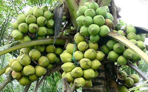 Популярные фрукты на юго-западе Вьетнама - ảnh 13