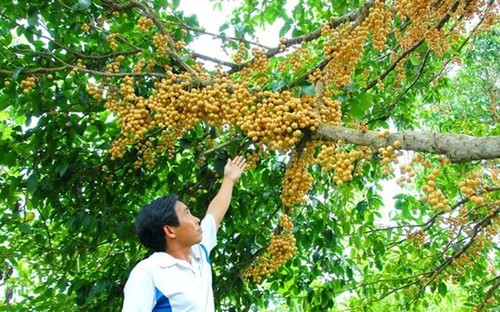 Популярные фрукты на юго-западе Вьетнама - ảnh 15