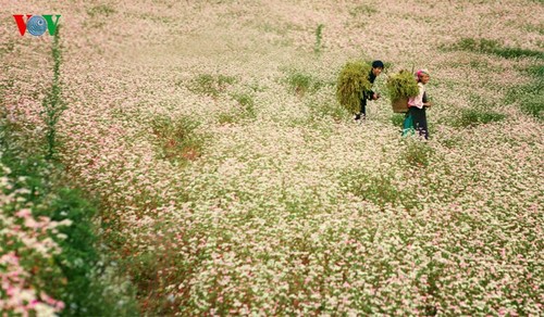 Красота цветков гречихи в горных районах Вьетнама - ảnh 2
