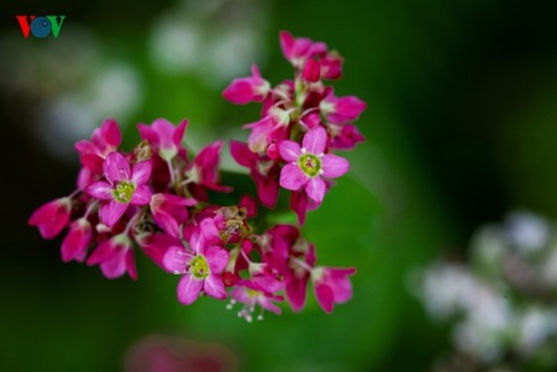 Красота цветков гречихи в горных районах Вьетнама - ảnh 9