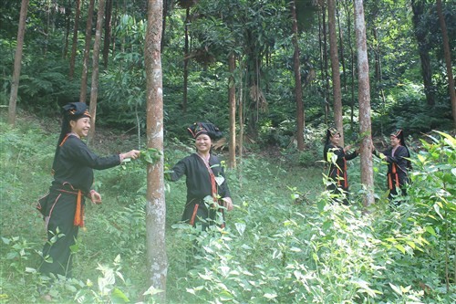 Крестьяне провинции Йенбай занимаются лесопосадками для повышения доходов - ảnh 1