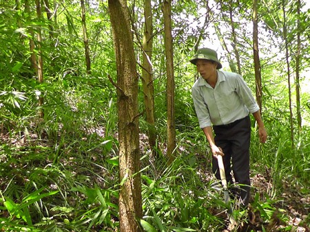 Крестьяне провинции Йенбай занимаются лесопосадками для повышения доходов - ảnh 3