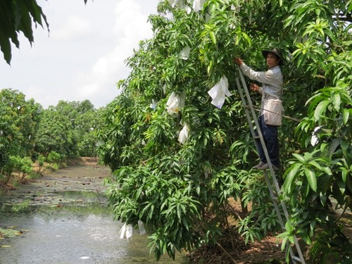 Крестьяне провинции Донгтхап экспортируют сельхозпродукцию за границу - ảnh 1
