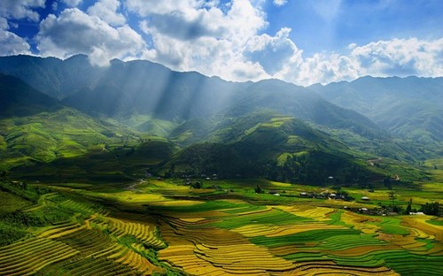 Увеличение количества урожаев риса на террасных полях Мукангчай - ảnh 2