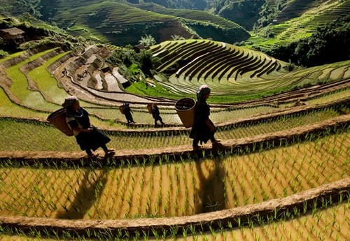 Увеличение количества урожаев риса на террасных полях Мукангчай - ảnh 4