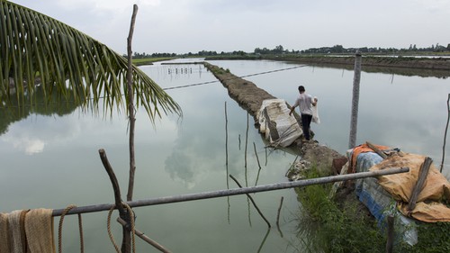 Крестьяне дельты реки Меконг адаптируются к отсутствию наводнений - ảnh 3