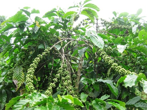 Устойчивое производство кофе в провинции Даклак - ảnh 3