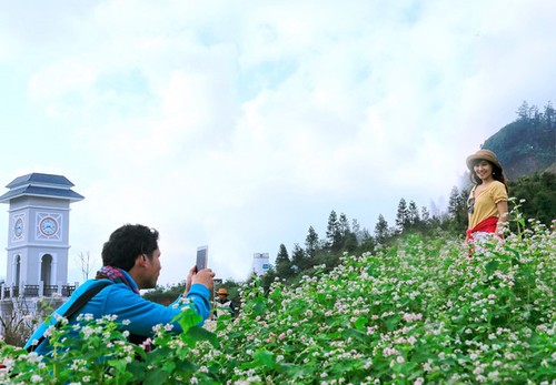 Гречиха цветёт на горе Фансипан - ảnh 1