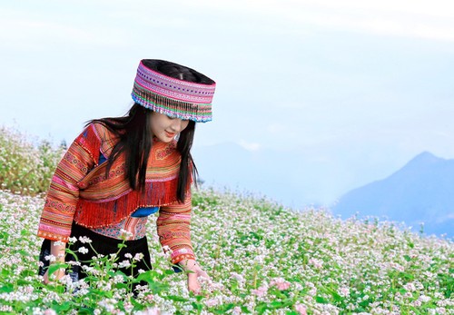Гречиха цветёт на горе Фансипан - ảnh 3