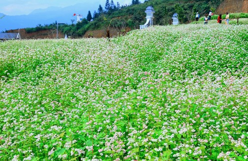 Гречиха цветёт на горе Фансипан - ảnh 5