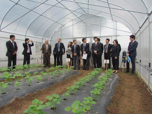 Провинция Ханам развивает высокотехнологичное сельское хозяйство - ảnh 1