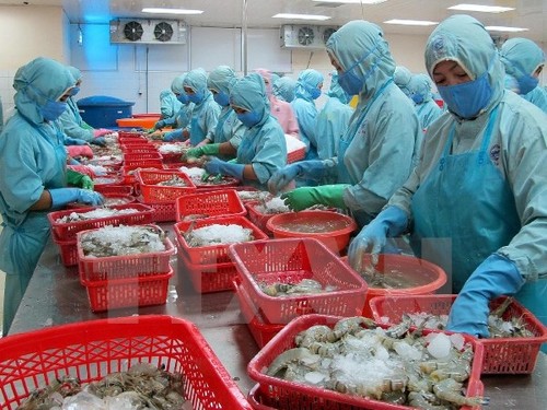 Рыбное хозяйство Вьетнама стремится к увеличению экспорта креветок - ảnh 1
