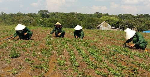 Крестьяне провинции Контум выращивают лекарственные растения - ảnh 1