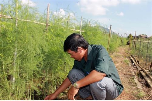 В Ниньтхуане применяют модель сельскохозяйственного производства на больших полях - ảnh 2