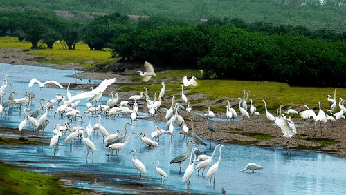 Parc national de Xuân Thuy : là où l’oiseau se pose - ảnh 1