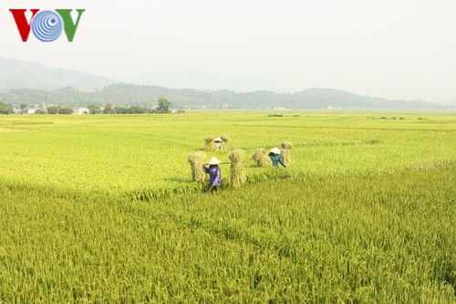 FAO: le Vietnam figure au top 5 mondial des pays producteurs de riz - ảnh 1