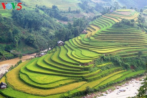 Bientôt la Semaine culturelle et touristique des rizières en terrasses de Mu Cang Chai - ảnh 1