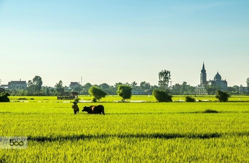 Thai Binh mise sur le remembrement pour développer l’agriculture - ảnh 1