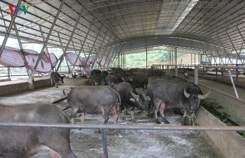 Yên Bai: quand élevage bovin rime avec fruiticulture - ảnh 2