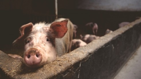 UE: la République tchèque devient le premier pays à se débarrasser de la peste porcine africaine - ảnh 1