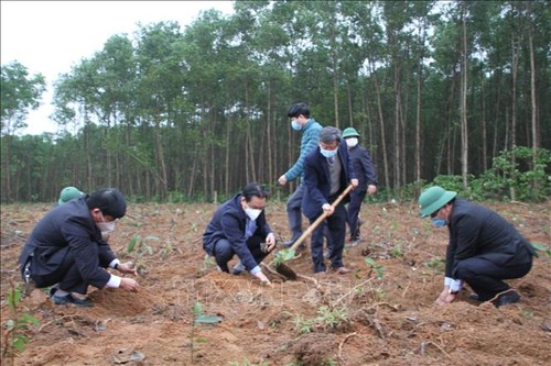 Quang Tri: 5,6 millions de canneliers plantes dans le cadre la campagne de plantation d’arbres - ảnh 1