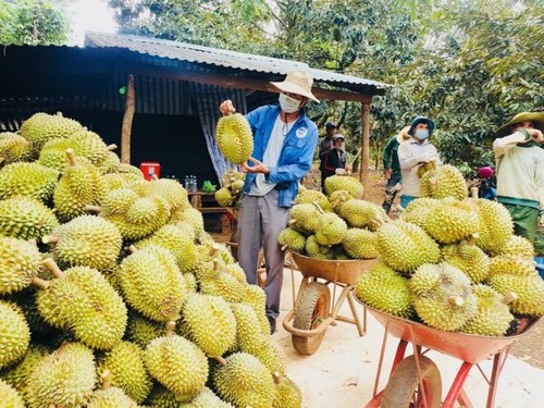 Dak Lak promeut ses exportations du durian vers la Chine - ảnh 1