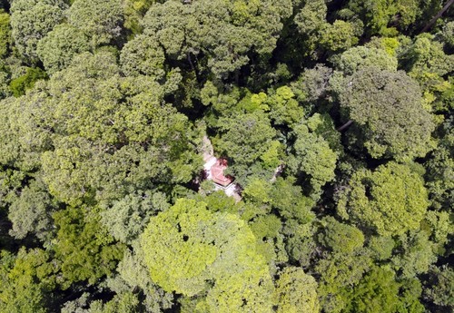 La forêt de monsieur Nam Công et la protection de la nature - ảnh 1