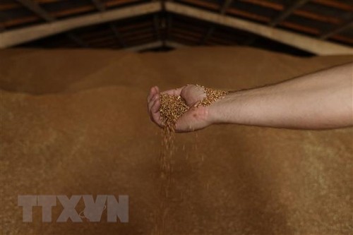L’ONU tente de prolonger l'accord sur les exportations de céréales d’Ukraine - ảnh 1