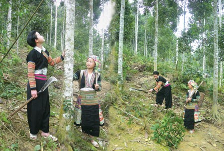 Đồng bào dân tộc Dao tỉnh Yên Bái xóa nghèo nhờ cây quế - ảnh 1