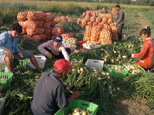 Người Việt trồng rau trên đất Nga - ảnh 1