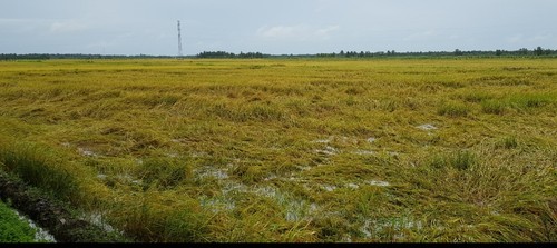 Hiệu quả trồng lúa của cánh đồng mẫu lớn ở xã Phú Cần, tỉnh Trà Vinh - ảnh 1