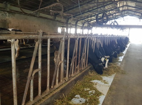 Trang trại bò sữa Tân Tài Lộc ở xã Đại Tâm, tỉnh Sóc Trăng - ảnh 2
