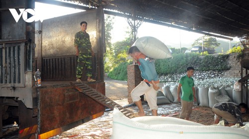 Nông dân Sơn La trở thành triệu phú từ trồng cà phê - ảnh 1