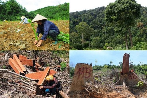 Việt Nam chủ động thực thi “Quy định ngăn chặn phá rừng” của liên minh Châu Âu - ảnh 1