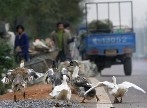 ชาวจีน 2 คนเสียชีวิตเพราะติดเชื้อไข้หวัดนกสายพันธุ์ใหม่ H7N9 - ảnh 1
