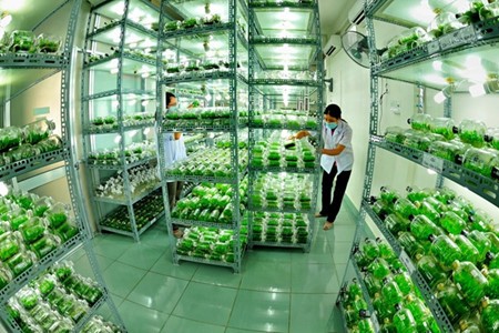 การพัฒนาการเกษตรที่ใช้เทคโนโลยีขั้นสูงในนครโฮจิมินห์ - ảnh 1