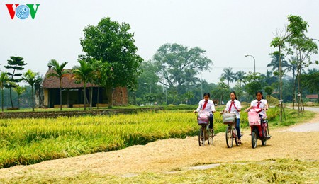 Buenas cosechas en la aldea de Duong Lam - ảnh 1