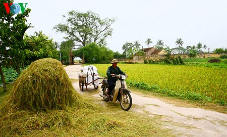 Buenas cosechas en la aldea de Duong Lam - ảnh 7