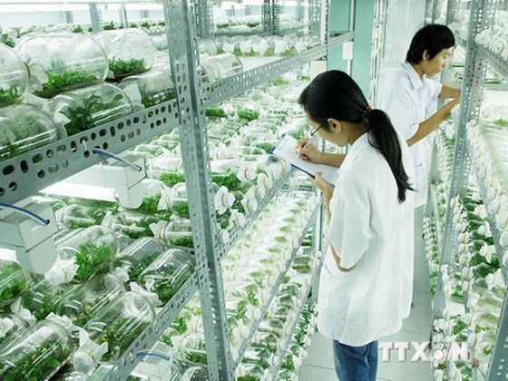 Vietnam analiza las medidas para impulsar el desarrollo agrícola basado en los avances tecnológicos - ảnh 1