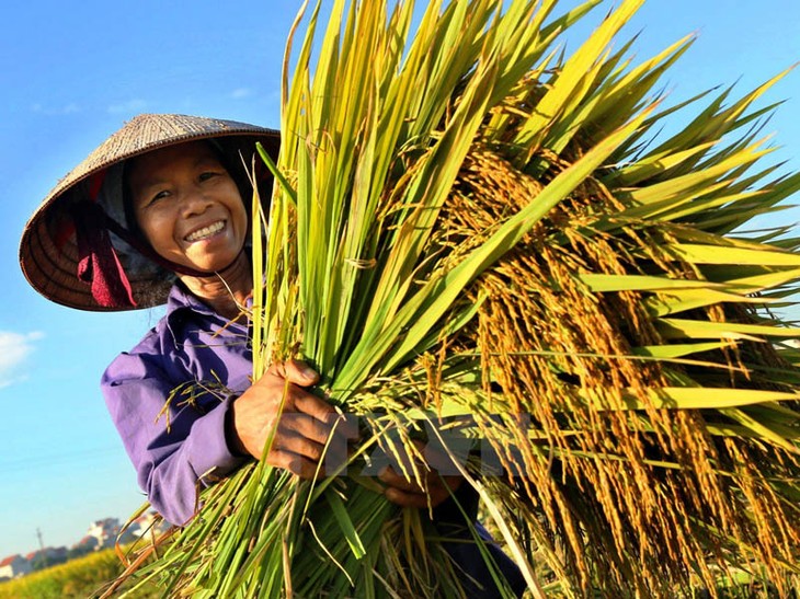 Vietnam prioriza la reducción de la desigualdad económica en el nuevo período de desarrollo - ảnh 1