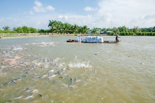 Vietnam traza la meta de lograr 9 millones de dólares el valor de exportación acuífera - ảnh 1