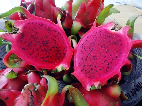 La provincia de Binh Thuan busca exportar pitaya de alta calidad al mercado mundial - ảnh 1