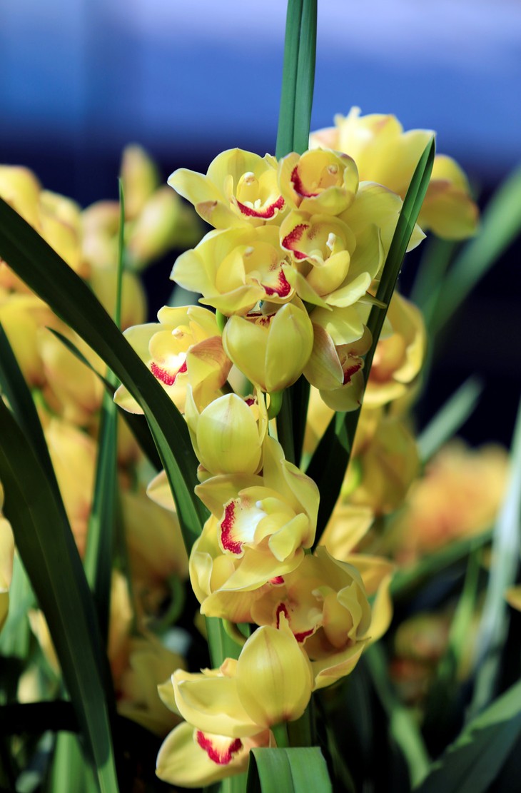 Festival de Orquídeas de Hanoi embellece la práctica noble de la nación - ảnh 1