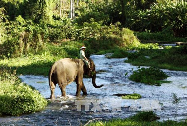 La preservación urgente de elefantes en la provincia altiplana de Dak Lak - ảnh 1