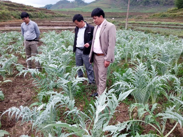 Agricultores de Quan Ba prospera con el cultivo de plantas medicinales - ảnh 1